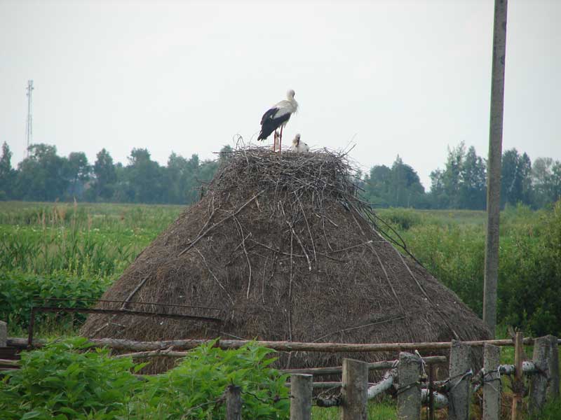 Порахуємо білих лелек