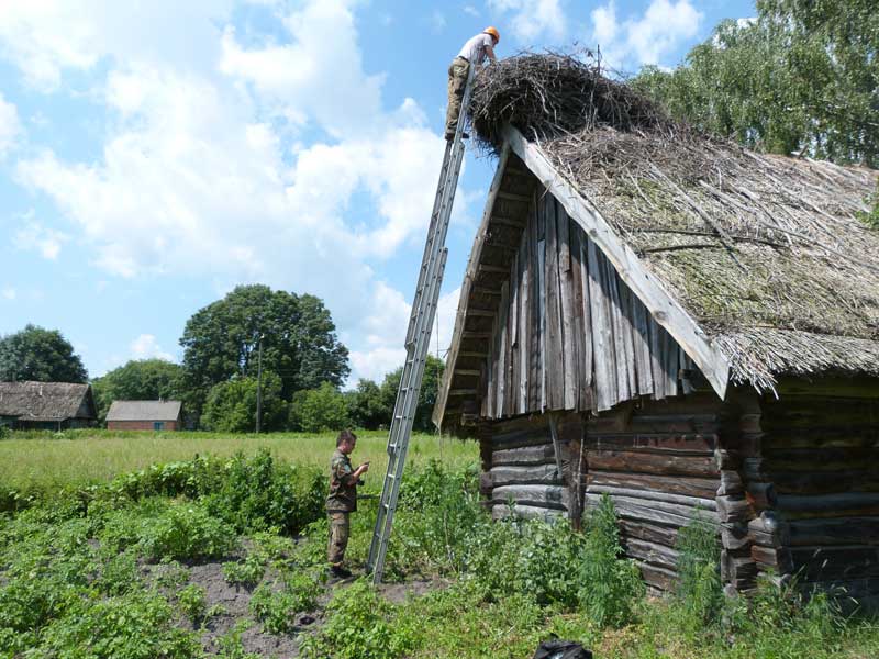 Порахуємо білих лелек